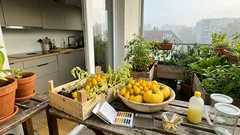 Gelbe Tomaten: warum sie oft milder schmecken und welche Sorten wirklich überzeugen