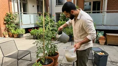 Tomaten düngen mit Hefe: Rezept mit Holzasche und Zucker für kräftige Pflanzen