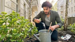 Hortensien im Frühjahr richtig düngen: so werden die Blütenkugeln richtig groß