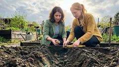 Kartoffeln pflanzen: 3 typische Fehler, die deine Ernte klein machen