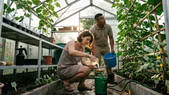 Gurken blühen, aber tragen nicht? So hilft Kartoffelschalen-Dünger mit Reiswaschwasser